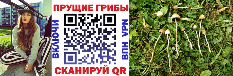 Галлюциногенные грибы прущие грибы продажа наркотиков Кизляр